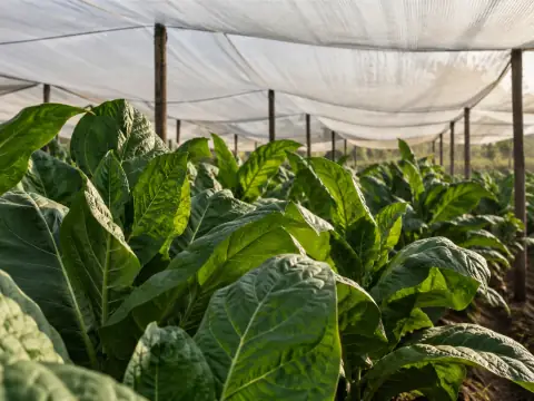 Plantas de tabaco bajo una cubierta de malla agrícola.
