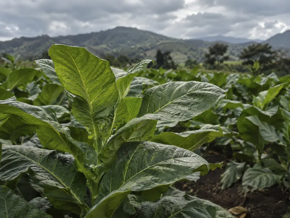 Cultivo de tabaco bajo un cielo cubierto.