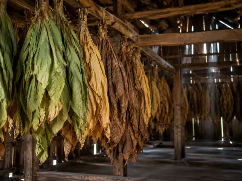 Hojas de diferentes tonos colgadas en una casa de curado.